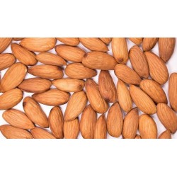 Almond (Sonora)