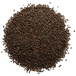 Mustard seed (sarson)