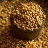 Coriander (Solid)
