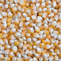 Maize (Makka)