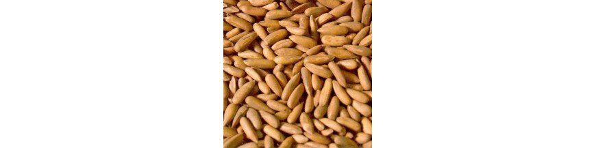 Pine Nuts (Chilgoza)